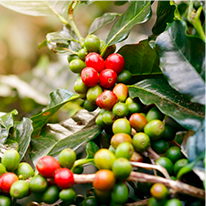 Chlorogenic Acid