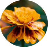 Lutein & Zeaxanthin