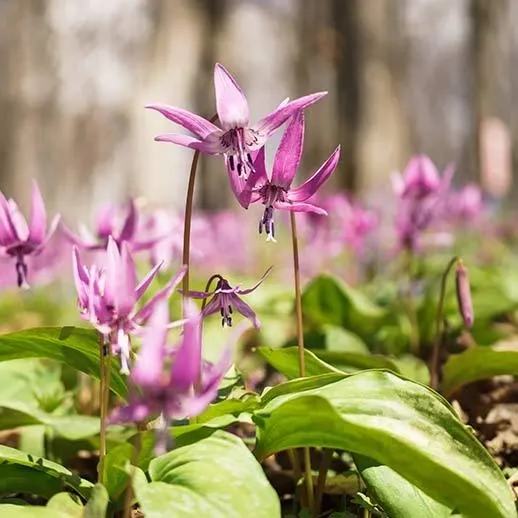 Corydalis Powder