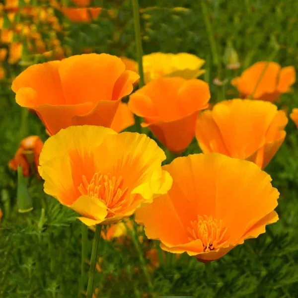 California Poppy