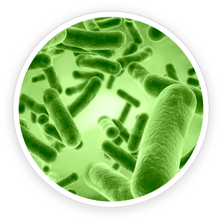 Bacillus Coagulans (500M CFU)
