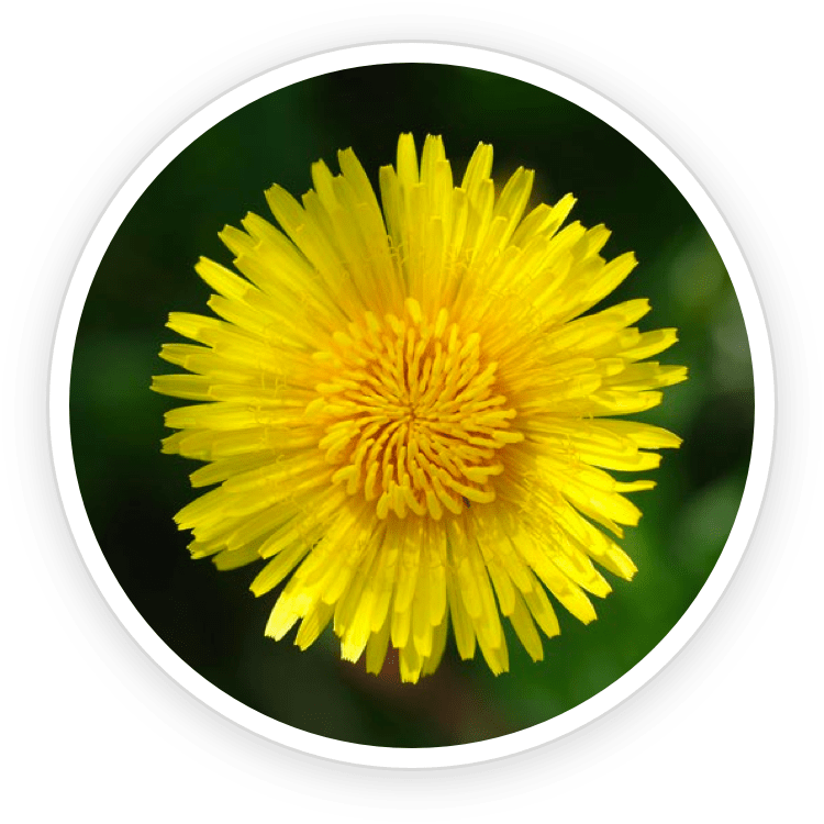Inulin & Dandelion